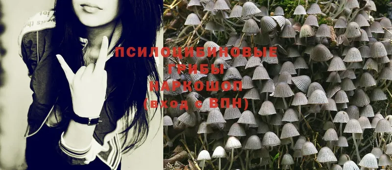 Псилоцибиновые грибы Psilocybine cubensis  это телеграм  Новошахтинск 