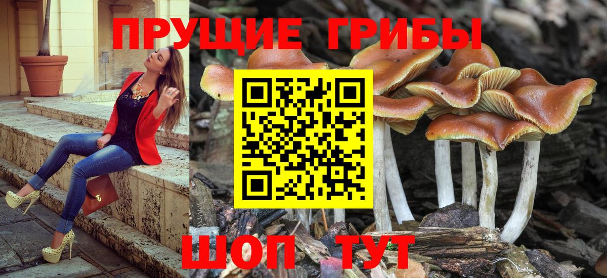 Новошахтинск  Галлюциногенные грибы GOLDEN TEACHER  Вход с VPN 